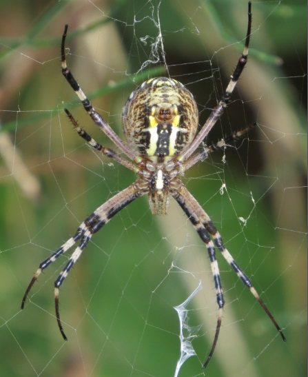 Araneus angulatus e Argiope bruennichi - Ravenna